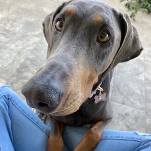 Meet your Posher, Leila